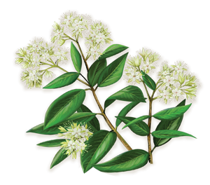SN-Premium-Botanicals-Cinnamon-Myrtle-hp SN-Premium-Botanicals-Cinnamon-Myrtle-hp